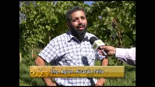 Ing. Agron. Ricardo Tello - Viñedos San Sebastian - Cervantes - Rio Negro