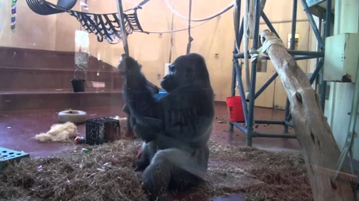 Gorilla Research Louis 2.28.14