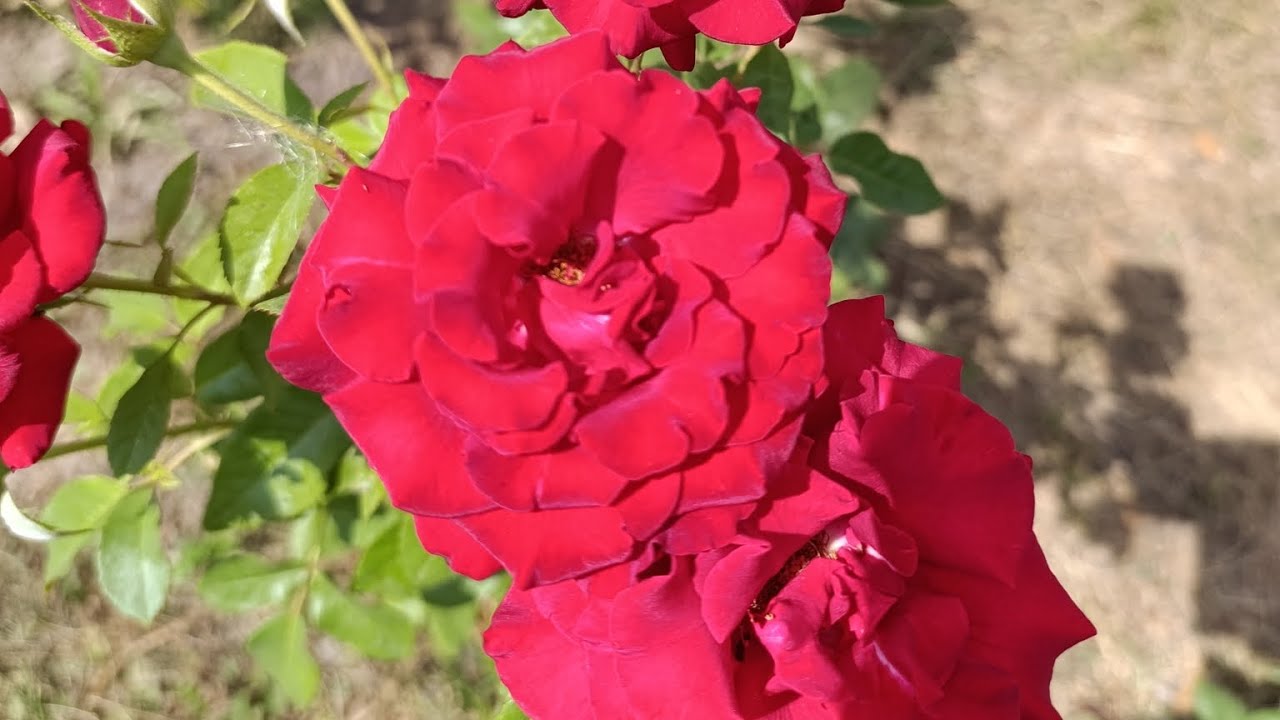 #квіти_україни Троянди 🌹🌹🌹 другорічки з Черкащини 