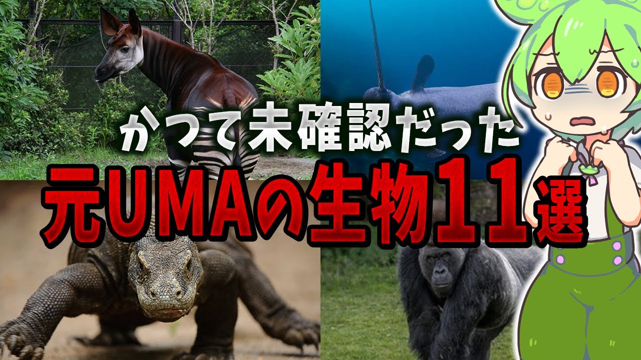 かつて未確認だった元UMAの生物11選【ずんだもん解説】