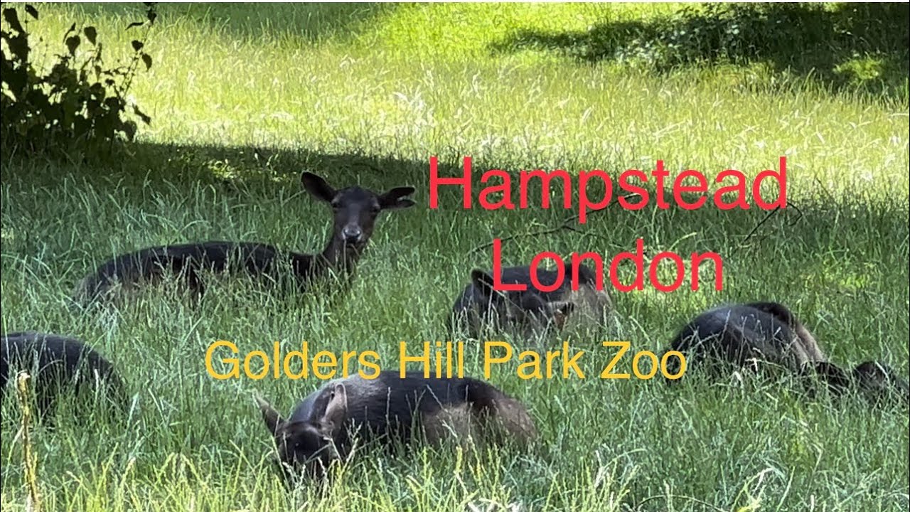 Golders hill park zoo. Hampstead London YouTube