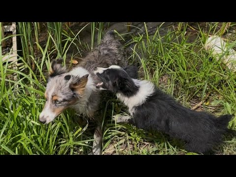 Sheep and goats eating and dogs swimming