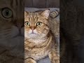 Щ ЫЊЪ Щ Щ ШЄ ШЁЩ ЫЊЩ ЪЇШ ШЁЩ Ш ЫЊШ Щ ШЄ Щ Ъ Щ рџ Ђ Щ ЫЊЪ Щ Щ ШЄ ШЁЩ ЫЊЩ ЪЇШ ШЁЩ Ш ЫЊШ Щ ШЄ Щ Ъ Щ рџ Ђ