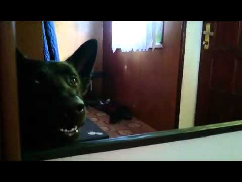 Cute black German Shep...