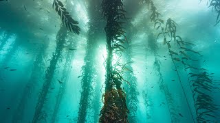 30 Minutes Of Cold Water Magic In A Monterey Bay Kelp Forest | Relax, Chill, Ocean Therapy