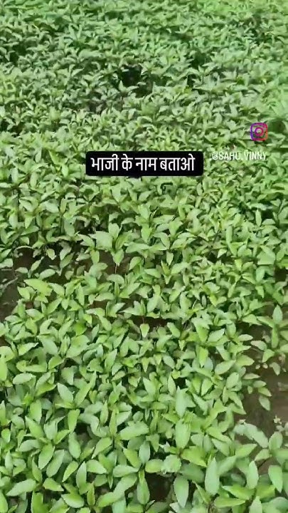 Name Bataiye Bhaji Ka YouTube name-bataiye-bhaji-ka-youtube