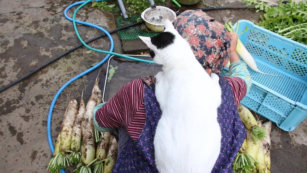 最高のコレクション かご猫シロ 壁紙 私の個人ブログ