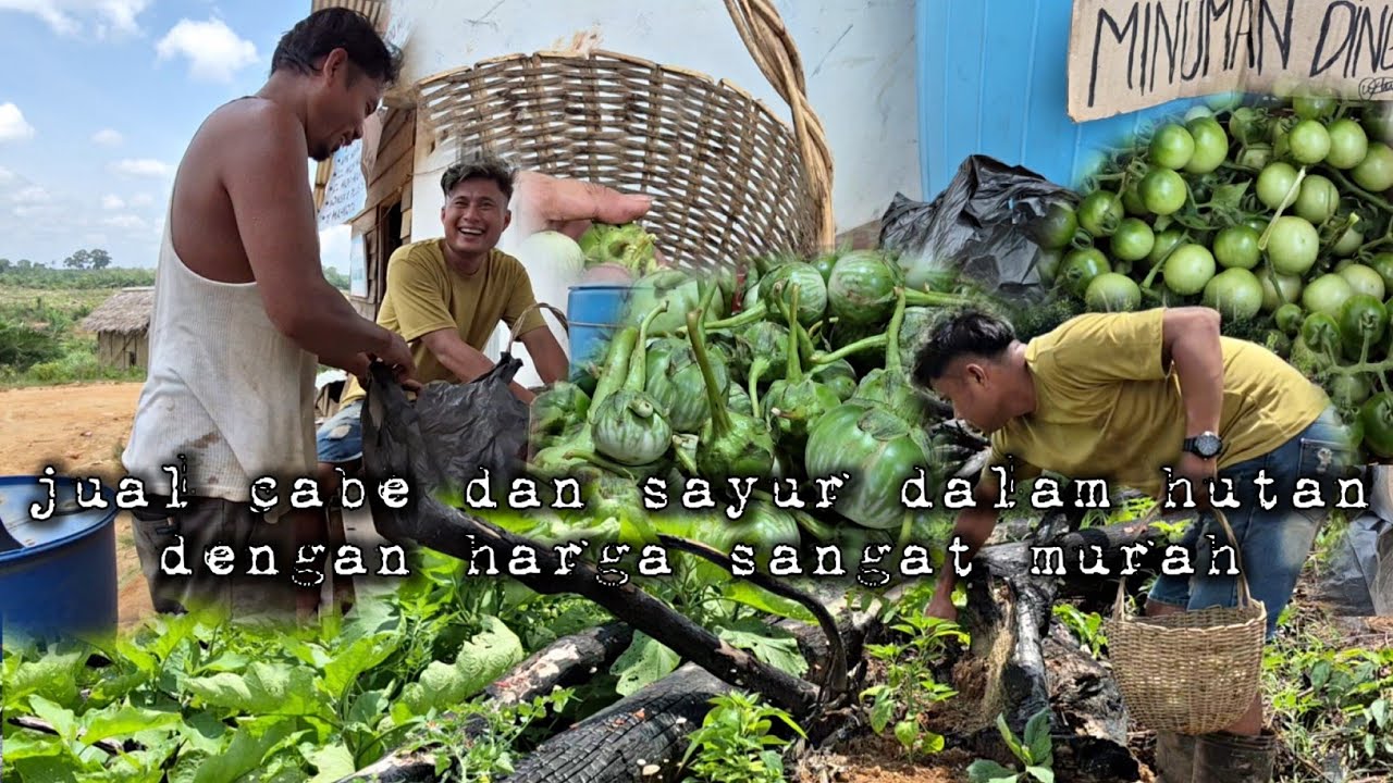 Jualan sayur dan warung di dalam hutan pembeli dapat harga paling murah hidup di hutan