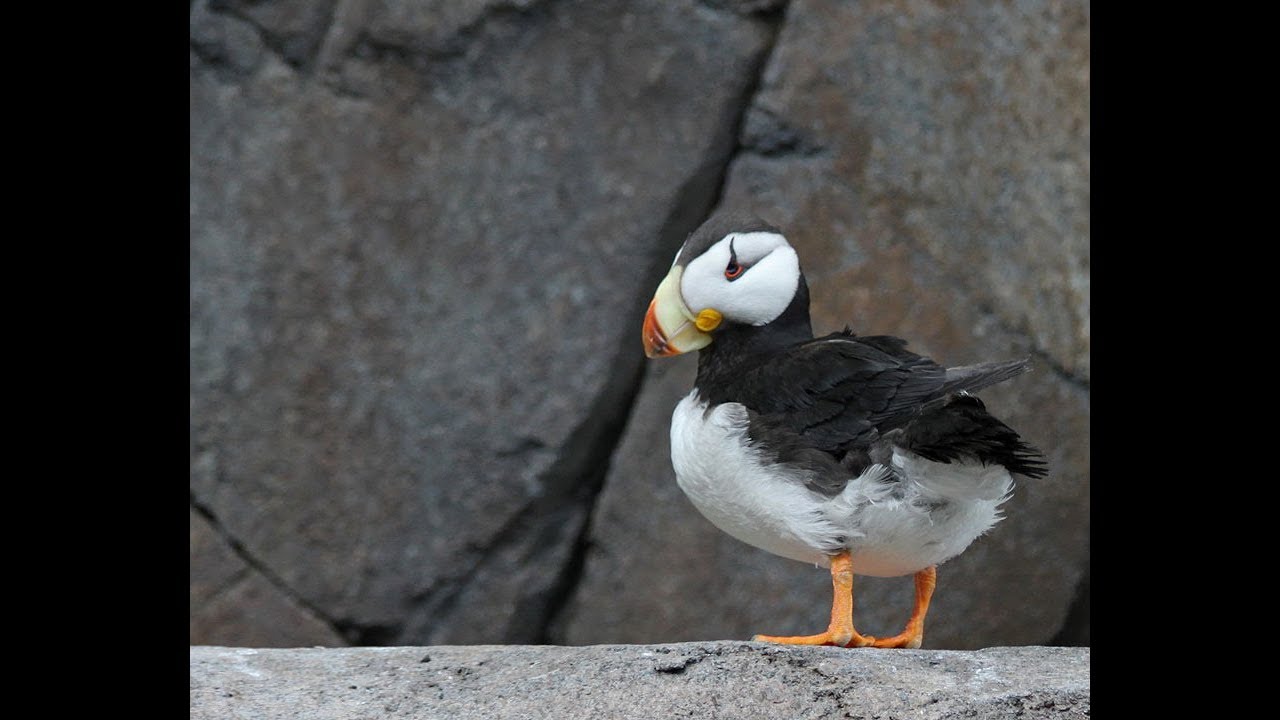 Horned Puffin | Horned Puffin Sounds | Horned Puffin Facts 