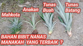 Beberapa Bahan Bibit Untuk Perbanyakan Tanaman Nanas.