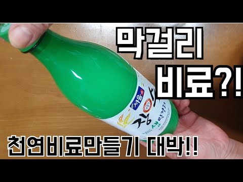 막걸리비료만들기/소중한 우리 식물들에게 영양듬푹/천연비료대박!!