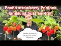 PANEN STRAWBERRY PERDANA LANGSUNG BUAT ES KRIM || PANEN RUBHARB BUAT DESSERT INGGRIS