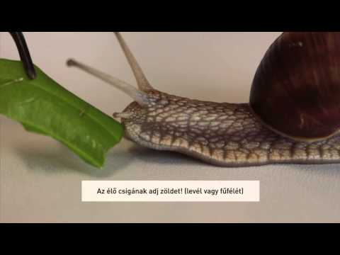 Videó: Mit Esznek A Csigák