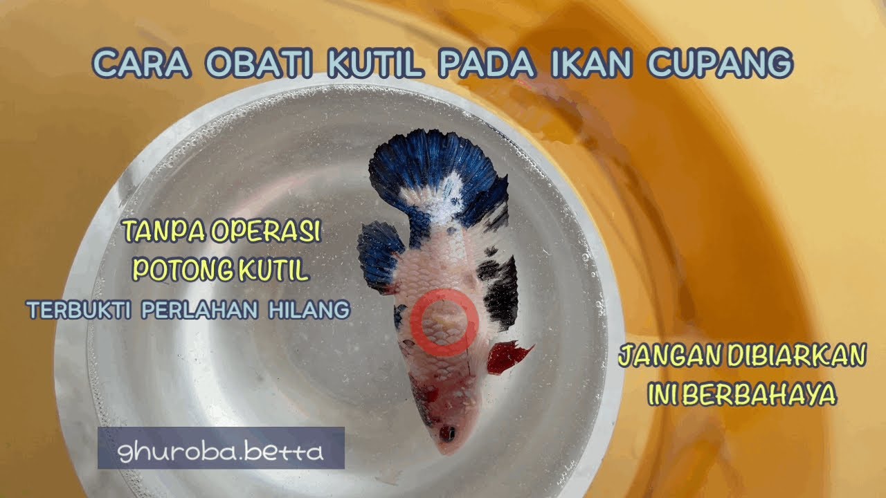 PENGOBATAN KUTIL PADA IKAN CUPANG