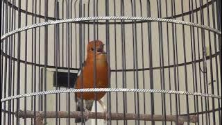 Anis Merah Jantan Gacor Ngeplong Ngecit Ngotot Variasi Suara Banyak