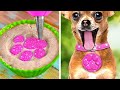 Cute DIYs And Hacks For Pet Lovers 🐾 💖
