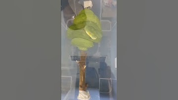 Two Big Morelia Viridis #viral #virals #reptile #reptiles #hsk4 #hd #hdr #vr #jp #jp3 ##jwd #jw2