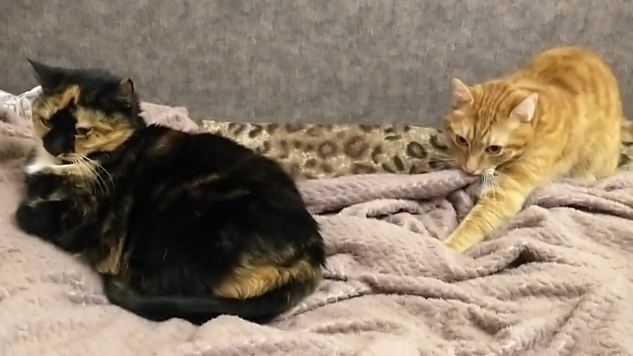 Кошачий релакс...Вы тоже разговариваете с котами? - YouTube