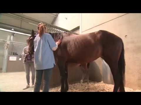 Video: Bekijk spiegels: soorten, kenmerken, toepassingsmethode