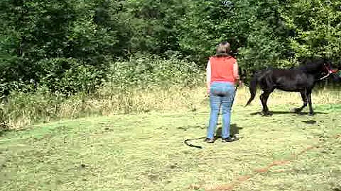 FOR SALE: Misty - Welsh/Quarter Horse