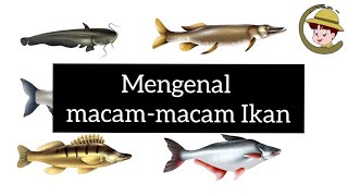  Pembelajaran Paud Tema Binatang Sub Tema Ikan