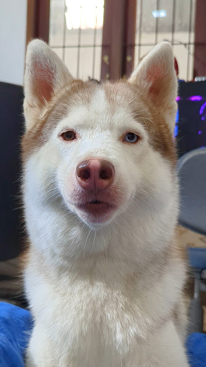 හපොයි 🦊😂 #HuskyTalks #FunnyDogs