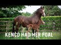 BABY HORSE VLOG | KENCO HAD HER FOAL 💕