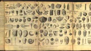 Evolution Debate: The Forgotten Female Scientist (Who Was Superior to Darwin)