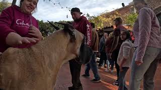 Cash 2.0 Great Dane on Olvera Street in downtown Los Angeles 8 by woof bark growl 5,574 views 8 days ago 16 minutes