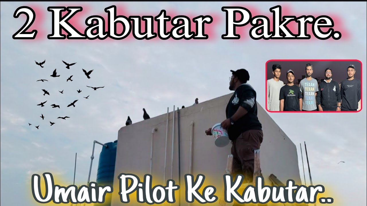 😲 Umair Pilot Ke Kabutar Ne Kamaal Kar Diya | Aaj Ka Shouq Yaadgar 🕊️