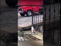 kucing vs burung cawai#reels #animals #wildlife #shorts