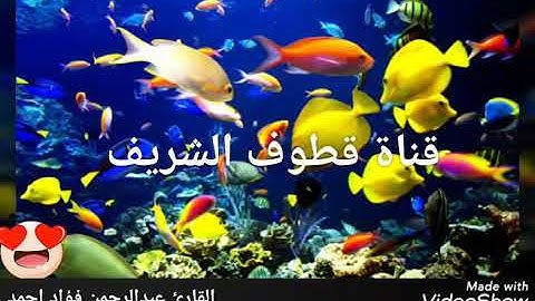 أجمل التلاوات بصوت القارئ عبدالرحمن فؤاد احمد _ آيات من سورة يوسف