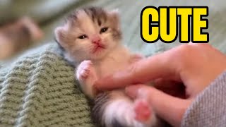 🐾 Cutest Kitten Tickling Compilation Ever! 😻 screenshot 3