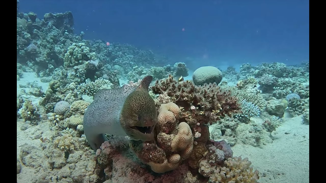 Diving in Marsa Alam April/May 2024