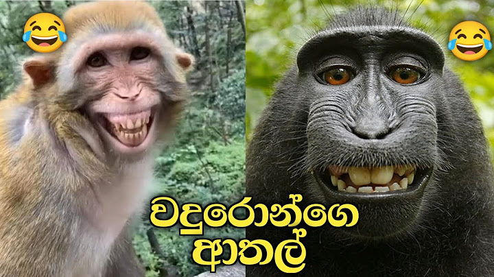 වදුරොන්ව දකිද්දී කාව ද මතක් වෙන්නේ ? 😂 #animal #funny #video @PresentDinuka2004 