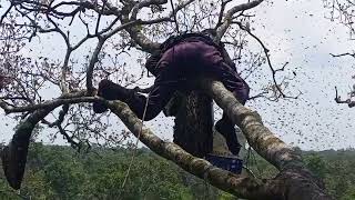 Sangat Mengerikan, Baru Panen Madu kali ini, nyali saya Hilang,Takut.#panenmadu #hutan #pejuangreceh