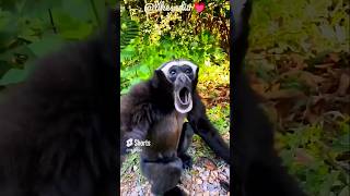 Gibbon monkey sounds #animalssounds #animals  #gibbonmonkey listen to gibbon