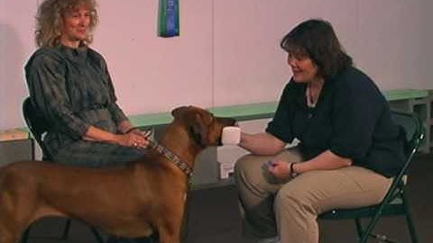 Clicker Fun with Dr. Deborah Jones: Click and Fetch - The Retrieve