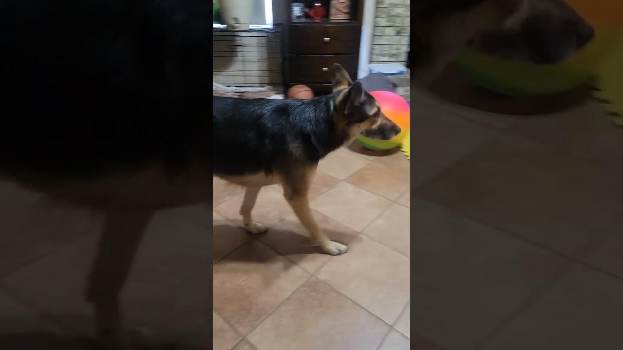 She knows it's time to play. Link in the description.