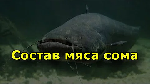 Состав мяса сома. Польза