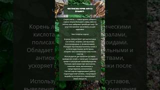 Полезные свойства корней лопуха. #травы #народнаямедицина