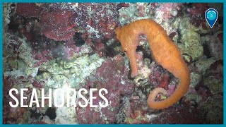 Seahorses of Flower Garden Banks National Marine Sanctuary