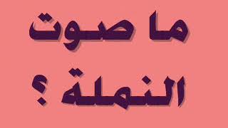 ما صوت النملة   سمعها