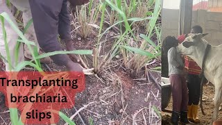 Planting Brachiaria In Waterlogged Land.