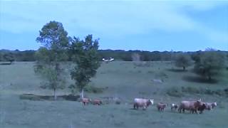 Cattle Stampede - Herd Moving Off Plane Landing Strip. They Come Down Hill From Upper Pasture Fast