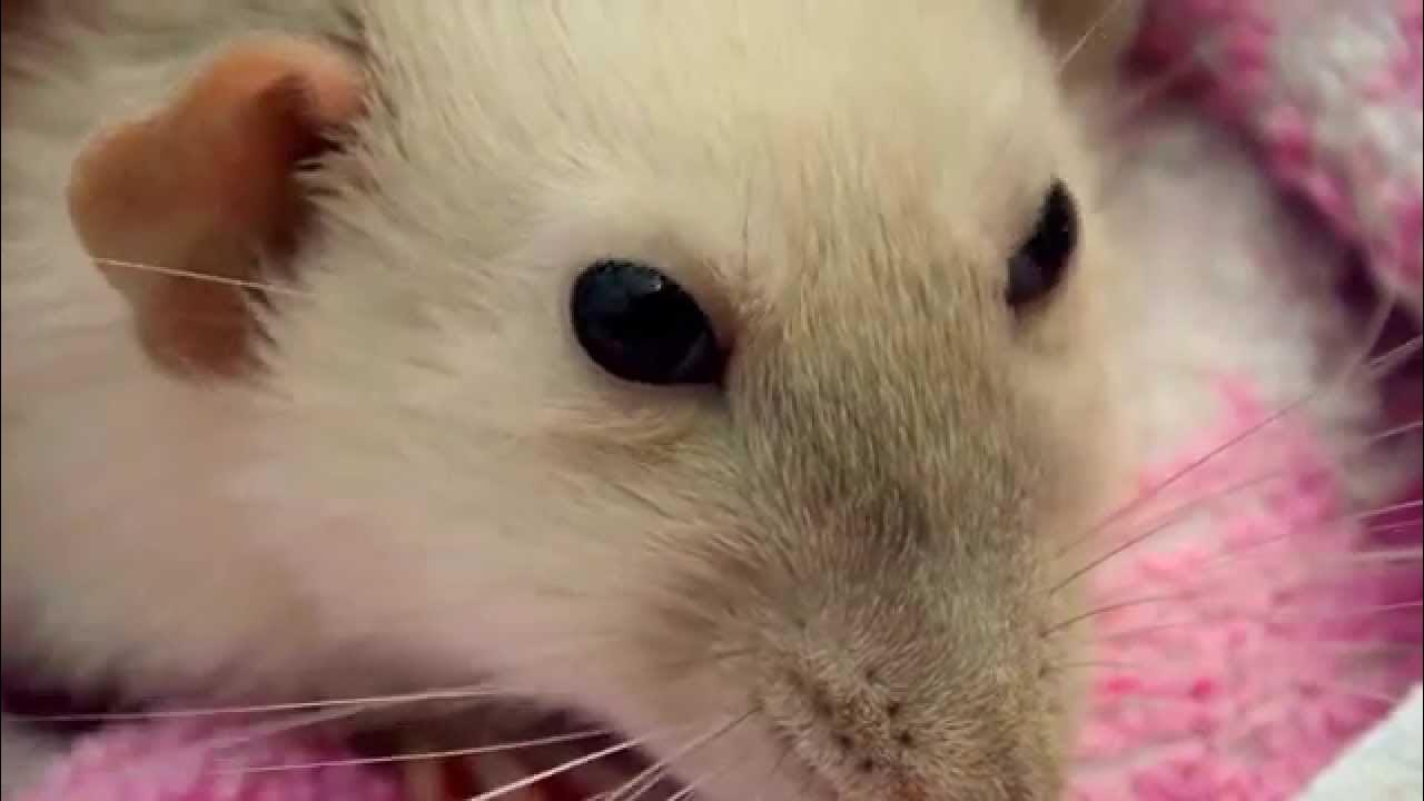 Rat's eyes boggling when making sounds YouTube