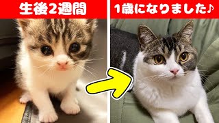 うま次郎1歳記念生まれたばかりの子猫がパパ猫大好きな甘えん坊になるまでの成長記録♪