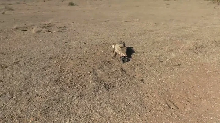 Catching Coyotes!