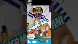 La hermosa y bien comportada Juani 🤎🐾🇺🇾 #peluqueríacanina #superpet