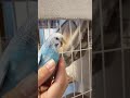 他人のケージを占拠するインコ　#shorts #セキセイインコ #parakeet